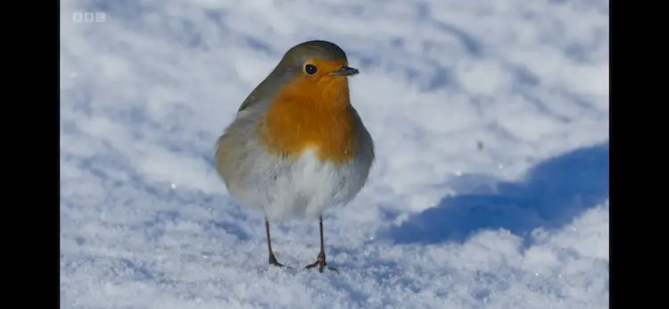 European robin (Erithacus rubecula melophilus) as shown in Wild Isles - Woodland